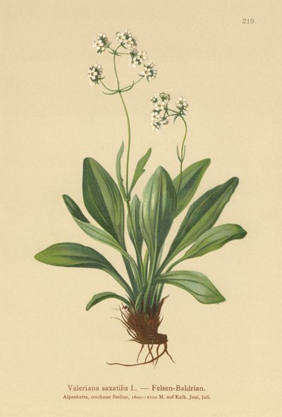 Rock Valerian by German School